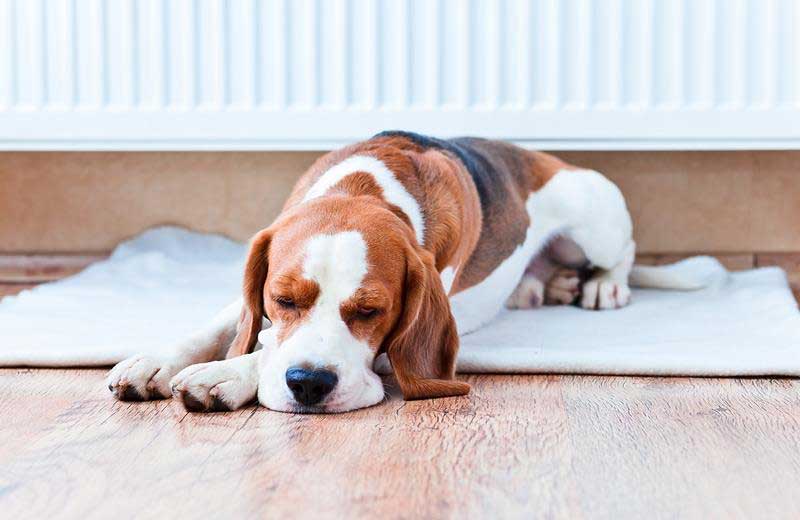 In Home Pet Euthanasia in Ozark, MO | McClure Veterinary ...